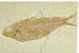 Detailed Fossil Fish (Knightia) - Wyoming #363799-1